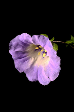 Apple-of-Peru (Nicandra physalodes). Flower Closeup