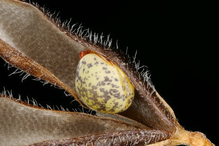 Hairy Tare (Vicia hirsuta). Seed Closeup