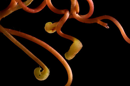 Virginia Creeper (Parthenocissus quinquefolia). Tendril Detail Closeup