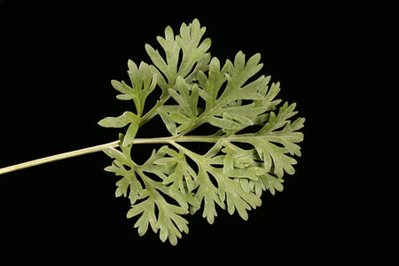 Wormwood (Artemisia absinthium). Leaf Closeup