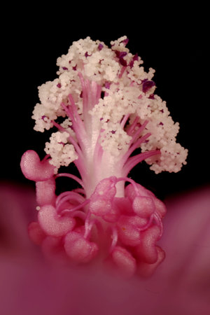 Musk Mallow (Malva moschata). Stamens Closeup