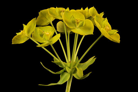 Leafy Spurge (Euphorbia virgata). Inflorescence Detail Closeup