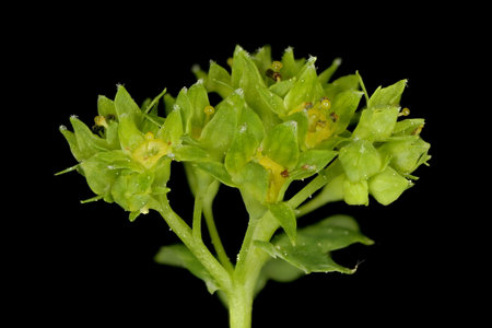 Common Lady's Mantle (Alchemilla vulgaris). Inflorescence Closeup