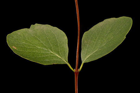 Snowberry (Symphoricarpos albus). Twig and Leaves Closeup