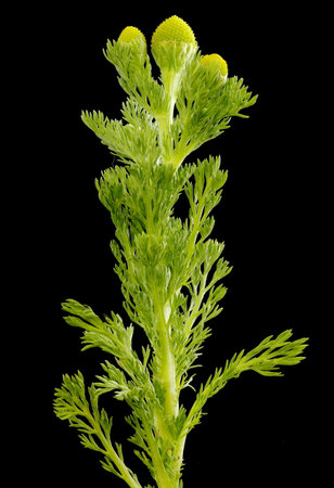 Pineapple Weed (Matricaria matricarioides). Habitの写真素材