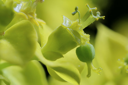 Cypress Spurge (Euphorbia cyparissias). Cyathia Closeup