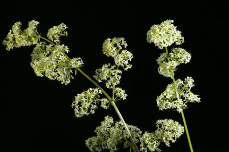 Hedge Bedstraw (Galium mollugo). Inflorecence Closeup