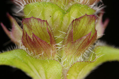 Selfheal (Prunella vulgaris). Calyces Closeup