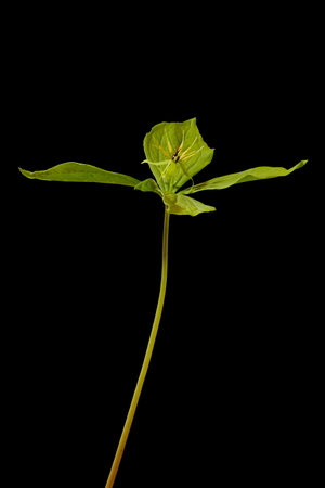 Herb Paris (Paris quadrifolia). Habit Closeup