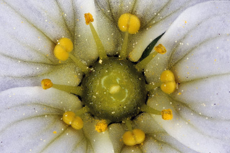 Tufted Saxifrage (Saxifraga cespitosa). Pistil and Stamens Closeup