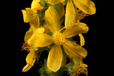 Agrimony (Agrimonia eupatoria). Inflorescence Closeup