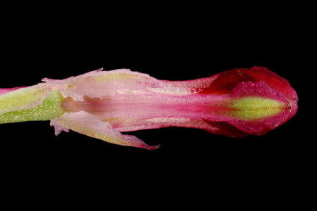 Common Fumitory (Fumaria officinalis). Flower Closeup