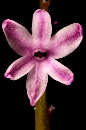 Hyacinth (Hyacinthus orientalis). Flower Closeupの写真素材