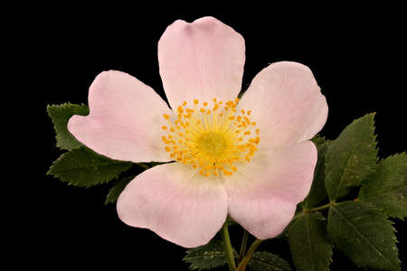 Dog Rose (Rosa canina). Flower Closeupの写真素材