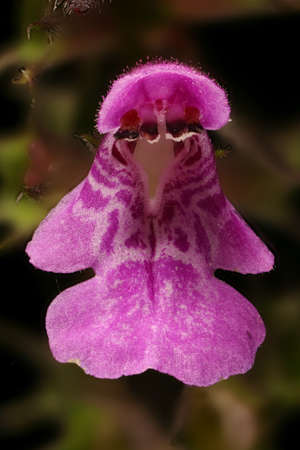 Marsh Woundwort (Stachys palustris). Flower Closeup