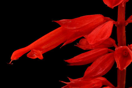 Scarlet Sage (Salvia splendens). Flower Closeupの写真素材