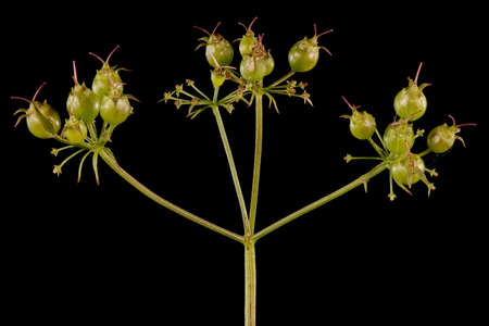 Coriander (Coriandrum sativum). Immature Infructescence Closeup