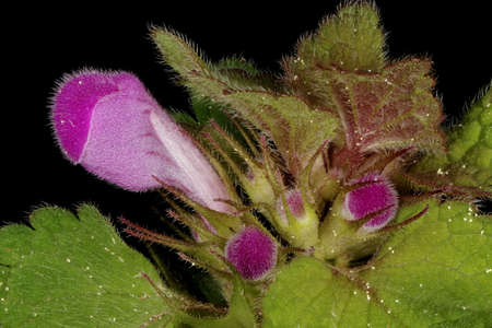 Cut-Leaved Dead-Nettle (Lamium purpureum). Floral Buds Closeup