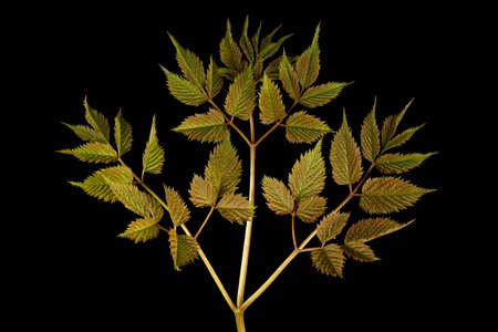 Buck's Beard (Aruncus dioicus). Leaf Closeupの写真素材