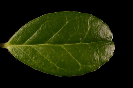 Cowberry (Vaccinium vitis-idaea). Leaf Closeup