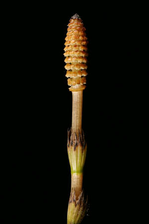 Field Horsetail (Equisetum arvense). Fertile Shoot Closeup