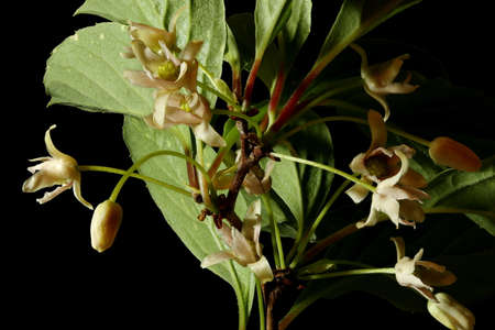 Magnolia Vine (Schisandra chinensis). Inflorescence Closeup