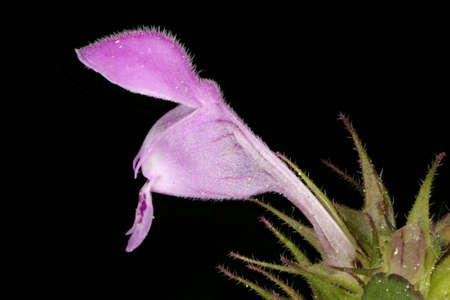 Cut-Leaved Dead-Nettle (Lamium purpureum). Flower Closeup