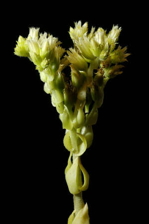 Rolling Hen-and-Chicks (Jovibarba globifera). Inflorescence Closeupの写真素材