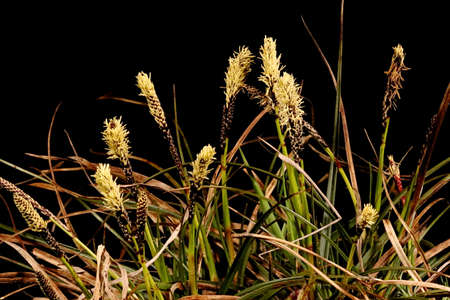 Rare Spring Sedge (Carex ericetorum). Habit