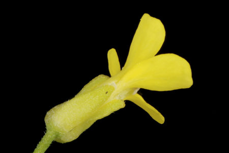 Treacle-Mustard (Erysimum cheiranthoides). Flower Closeup