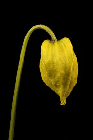 Orange-Peel Clematis (Clematis tangutica). Flower Closeup