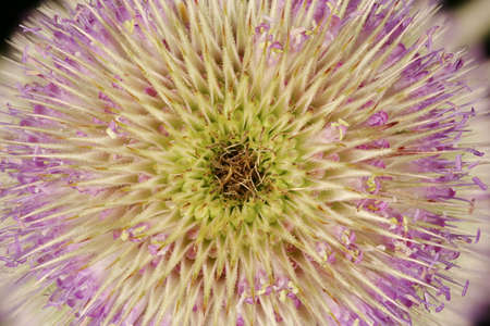 Wild Teasel (Dipsacus fullonum). Inflorescence Detail Closeup