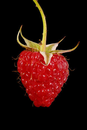 Raspberry (Rubus idaeus). Fruit Closeup