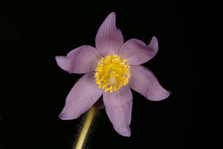 Eastern Pasqueflower (Pulsatilla patens). Flower Closeup
