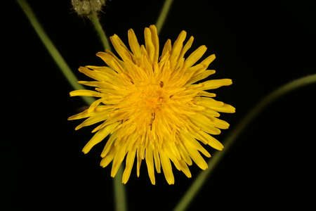 Perennial Sow-Thistle (Sonchus arvensis). Capitulum Closeup