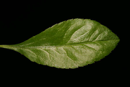 Chinese Quince (Chaenomeles speciosa). Leaf Closeupの写真素材