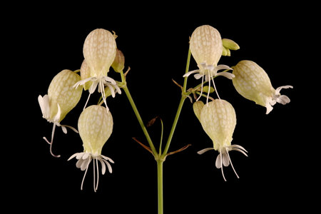 Bladder Campion (Silene vulgaris). Inflorescence Closeupの写真素材