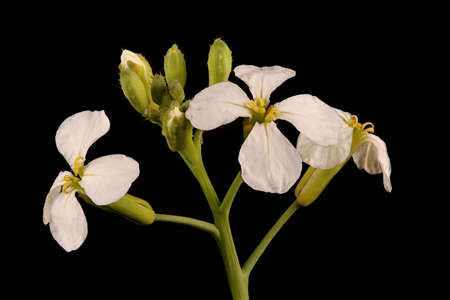 Garden Radish (Raphanus raphanistrum subsp. sativus). Inflorescence Closeup