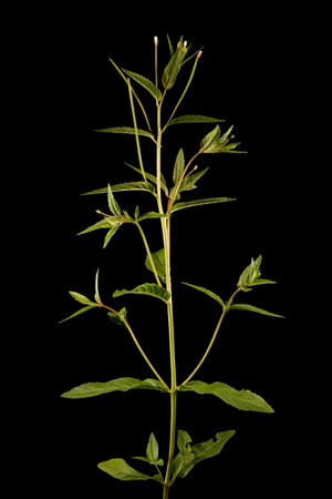 Marsh Willowherb (Epilobium palustre). Habitの写真素材