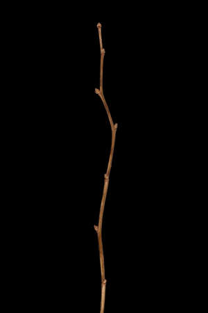 Russian Spiraea (Spiraea media). Wintering Twig Closeupの写真素材