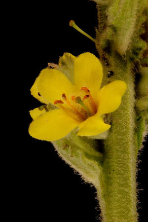 Great Mullein (Verbascum thapsus). Flower Closeupの写真素材