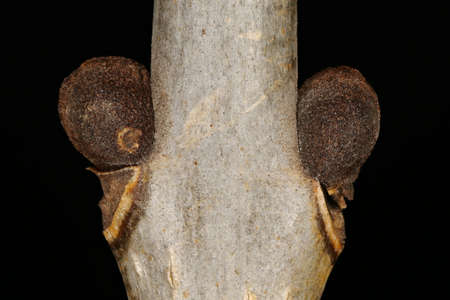 Common Ash (Fraxinus excelsior). Lateral Buds Closeup