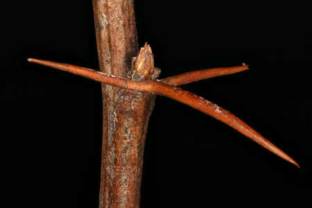 Barberry (Berberis vulgaris). Lateral Bud Closeup