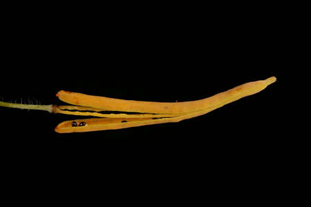 Greater Celandine (Chelidonium majus). Fruit Closeupの写真素材