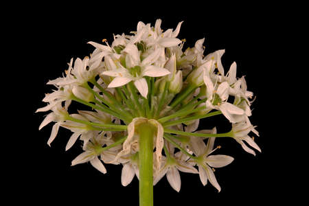 Chinese Chives (Allium ramosum). Inflorescence Closeup