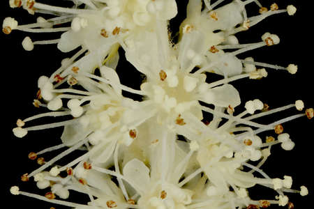 Buck's Beard (Aruncus dioicus). Inflorescence Detail Closeup