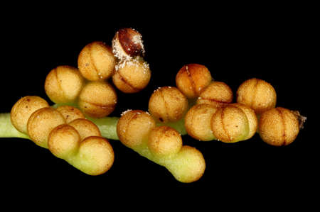 Leather Grapefern (Botrychium multifidum). Sporophore Detail Closeup