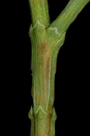 Sandarac (Tetraclinis articulata). Shoot Detail Closeupの写真素材