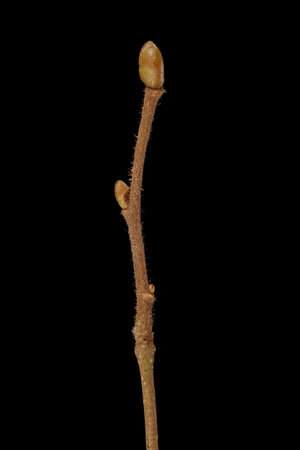 Hazel (Corylus avellana). Wintering Twig Closeup