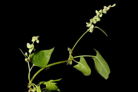 Black Bindweed (Fallopia convolvulus). Habit